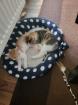 2 Katzen dringend abzugeben